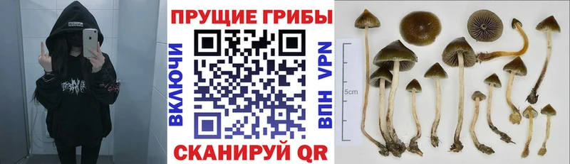 KRAKEN вход  где можно купить   Харабали  Псилоцибиновые грибы Psilocybine cubensis 